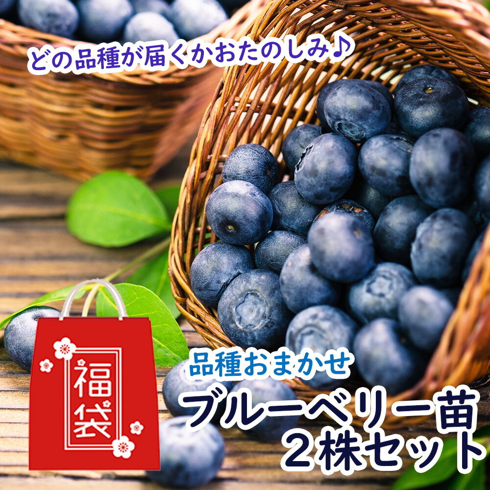 楽天市場】ブルーベリー 2品種セットの通販 楽天市場】ブルーベリー 2品種セットの通販