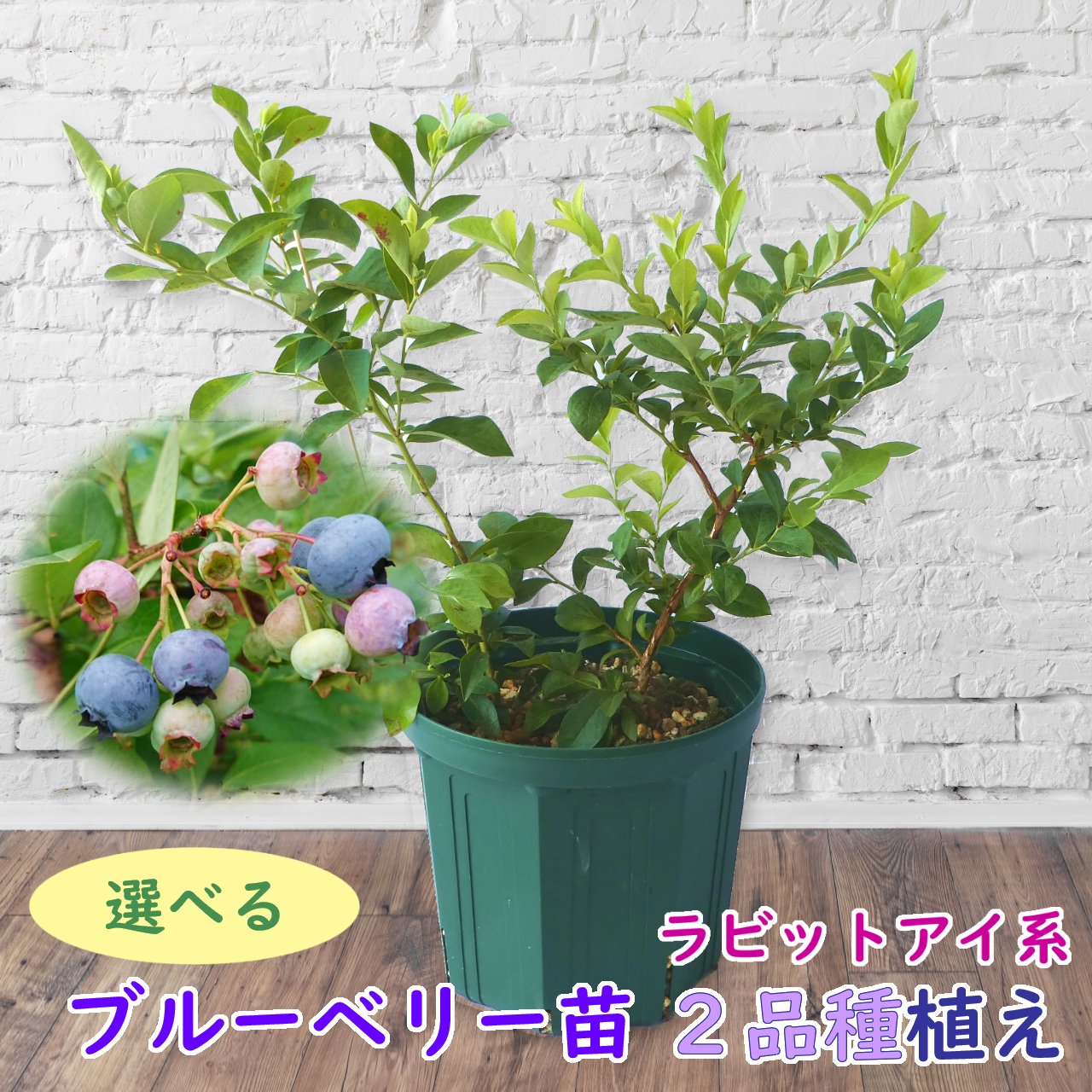 植え替え不要！ 【 選べる 】ラビットアイ系　ブルーベリー 苗　苗木　2品種植え　樹高30〜40cm　挿木2年生苗　8号スリット鉢にお好きな苗を2品種植えこみます　当店独自配合用土 使用　栽培セット　栽培キット