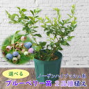 植え替え不要！【選べる】ノーザンハイブッシュ系 ブルーベリー 苗 苗木 2品種植え　樹高20～60cm　挿木2年生苗 8号スリット鉢にお好きな苗を2品種植えこみます 当店独自配合用土 使用　栽培セット　栽培キット