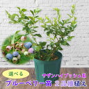 植え替え不要！【選べる】サザンハ