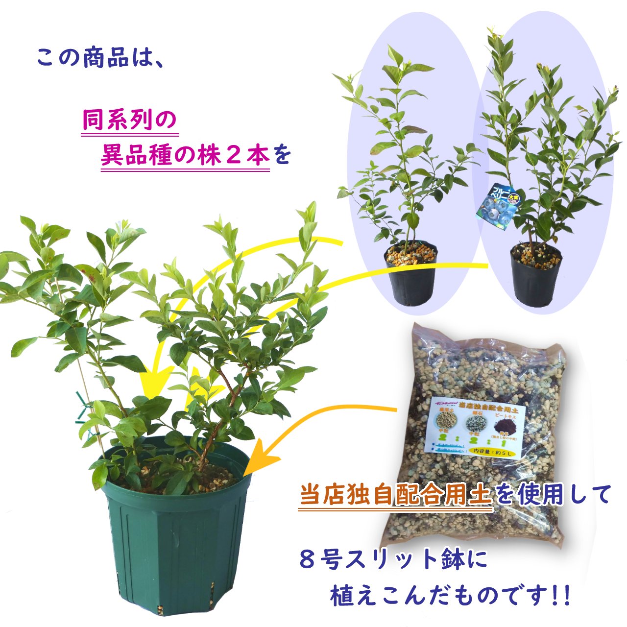 植え替え不要！ 【 選べる 】ラビットアイ系　ブルーベリー 苗　苗木　2品種植え　樹高30〜40cm　挿木2年生苗　8号スリット鉢にお好きな苗を2品種植えこみます　当店独自配合用土 使用　栽培セット　栽培キット