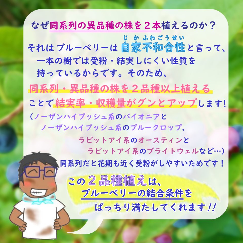 植え替え不要！【 品種おまかせ 】ラビットアイ系 ブルーベリー 苗 苗木 2品種植え 樹高30〜40cm 挿木2年生苗 8号スリット鉢にお好きな苗を2品種植えこみます 当店独自配合用土 使用 栽培セット 栽培キット