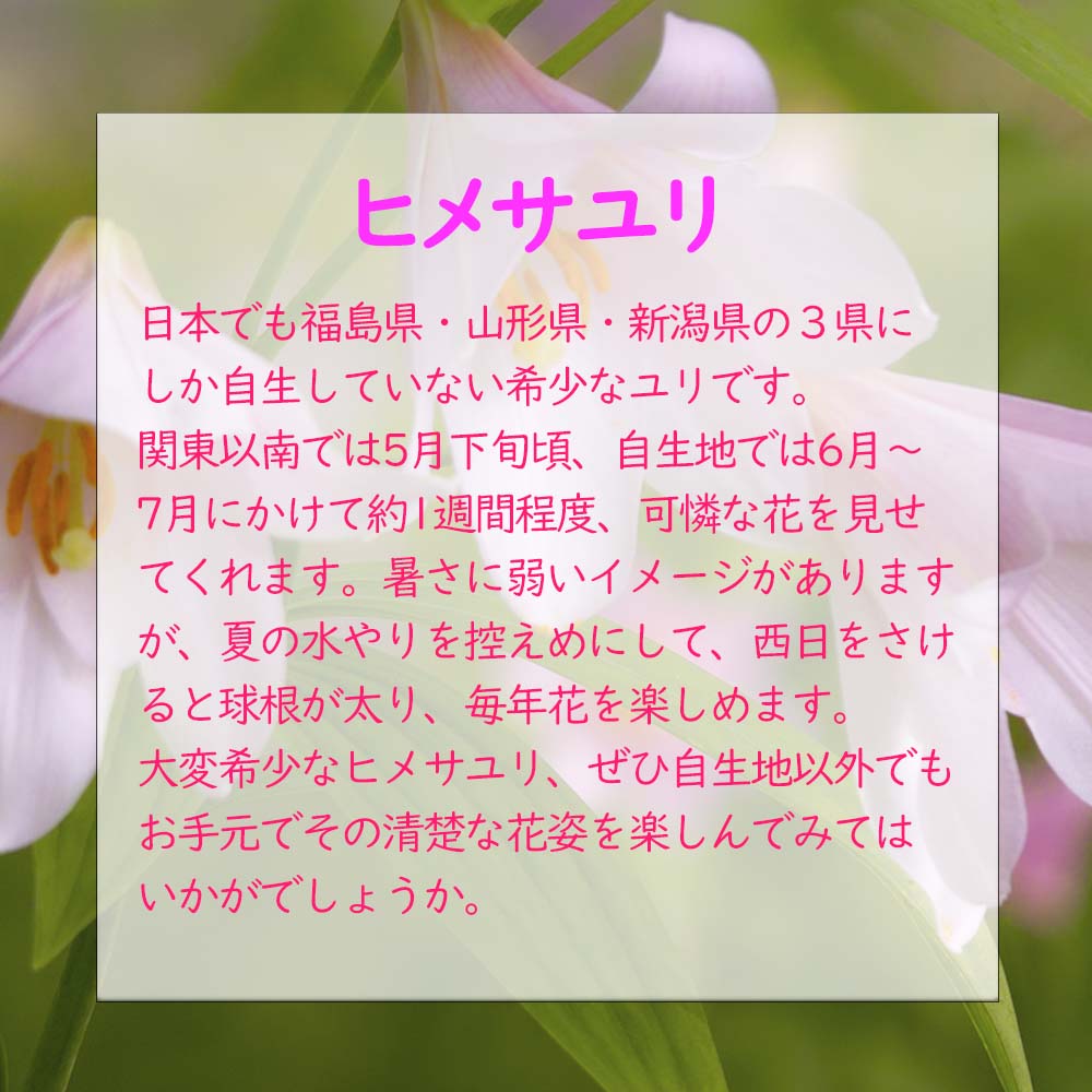 球根 ユリ 『 ヒメサユリ 開花球 5球 』 ポットに仮植えした状態でお届けします 山野草 高山植物 百合　野生ユリ オトメユリ 姫早百合 姫小百合 乙女百合 2