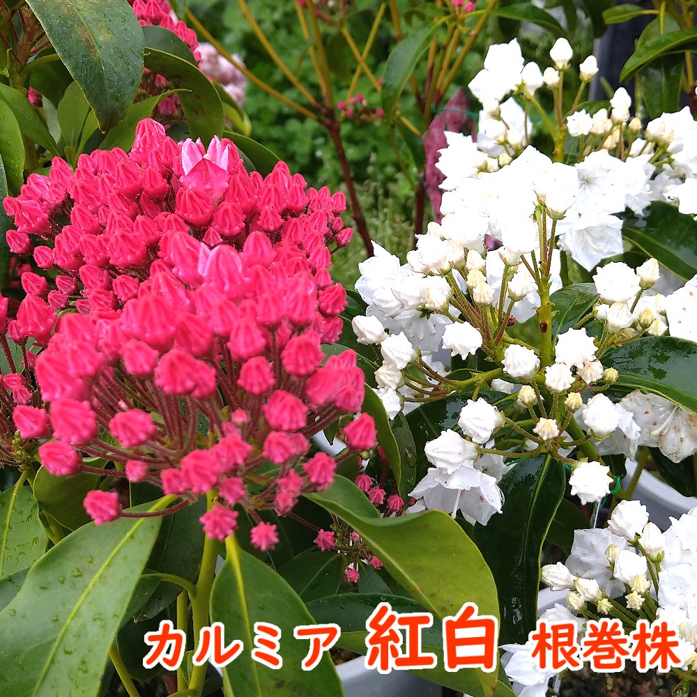 カルミア『紅白』根巻き株 Y050 樹高約40cm 1つの株から紅と白の花が同時に咲く縁起のよい株です 1本の木に2種類のカルミアを接木していますのサムネイル
