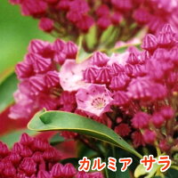 開花イメージ
