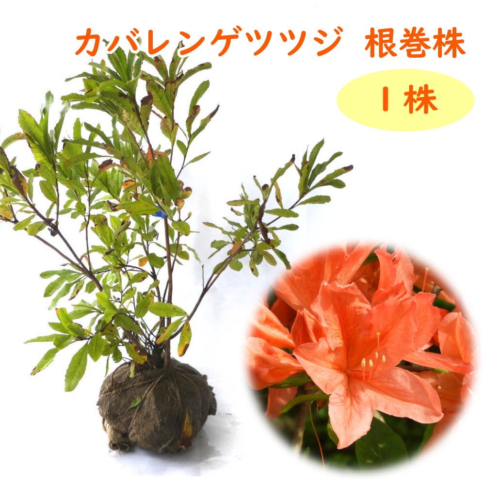 【 蕾付き 2024年開花見込み株 】 『 カバレンゲツツジ 根巻株 1株 』 樹高約50cm 苗 苗木 樺蓮華 庭木 植木 目隠し 生垣 シンボルツリー 造園 レンゲツツジ