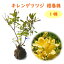 『 キレンゲツツジ 根巻株 1株 』 樹高約50cm 苗 苗木 黄蓮華 蓮華躑躅 庭木 植木 目隠し 生垣 シンボルツリー 造園 レンゲツツジ