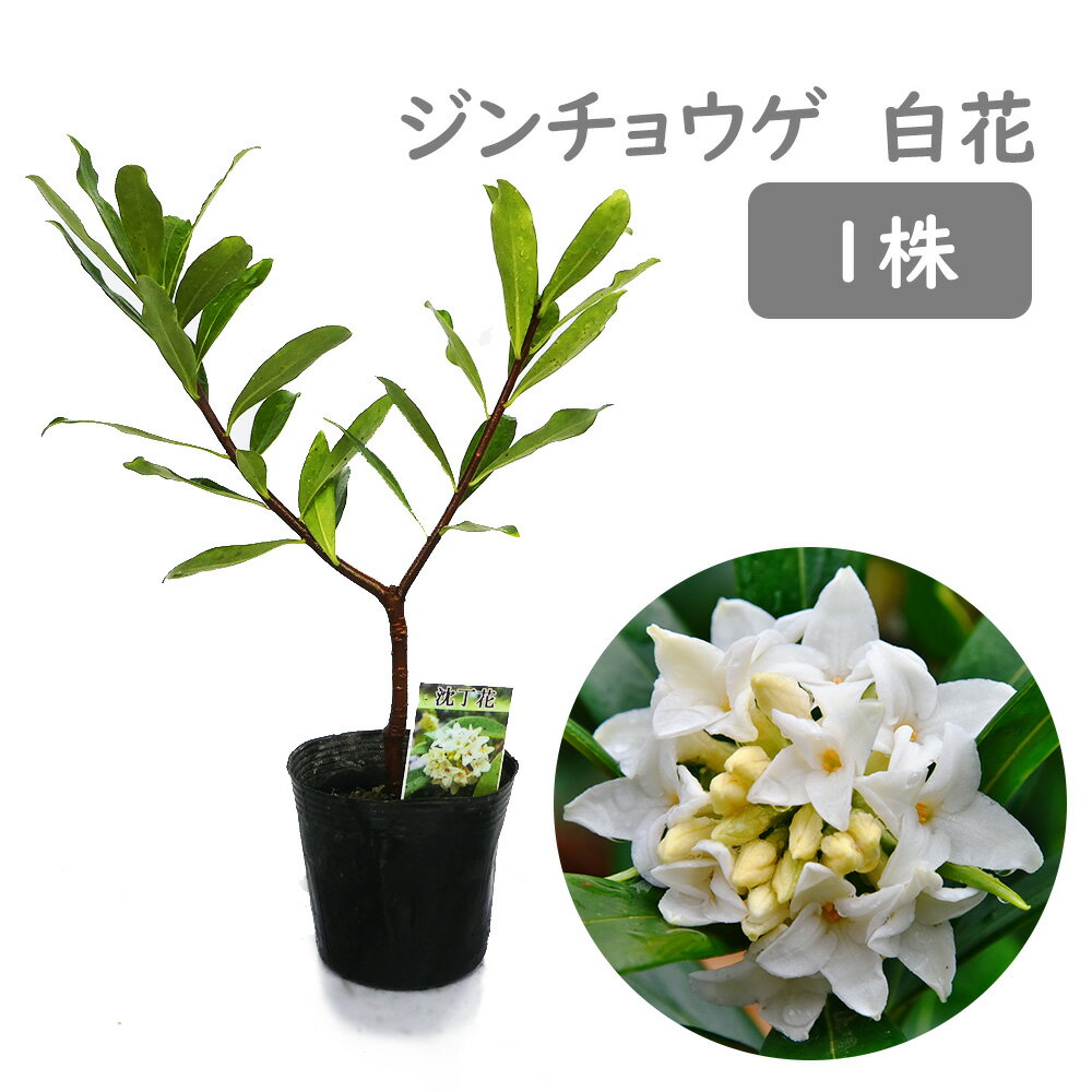 ジンチョウゲ 苗 苗木 沈丁花『 白花 』1株 10.5cmポット 樹高約20cm 三大香木 生垣 生け垣 庭木 植木 常緑 中低木 シンボルツリー 記念樹 プレゼント ギフト