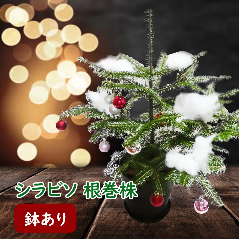 【鉢あり】 シラビソ 根巻株 苗 苗木 クリスマスツリー 樹高約40～50cm前後 個体差あります 今年は本物のクリスマスツリーを！ ※オーナメントはついていません シラビソ 白檜曽 モミノキ 本物 もみの木 クリスマスツリー 生ツリー 常緑樹 針葉樹 裏白 庭木 鉢植え