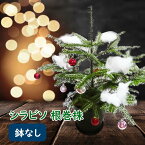 【鉢なし】 シラビソ 根巻株 苗 苗木 クリスマスツリー 樹高約40～50cm前後 個体差あります 今年は本物のクリスマスツリーを！ ※鉢・オーナメントはついていません シラビソ 白檜曽 モミノキ 本物 もみの木 クリスマスツリー 生ツリー 常緑樹 針葉樹 裏白 庭木