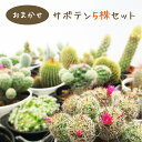 観葉植物（予算3000円以内） おまかせ サボテン 5株セット 2号鉢 ( 6cmサイズ ) 品種はおまかせとなります 多肉 多肉植物 観葉植物 寄せ植え インテリア プレゼント ギフト カクタス cactus