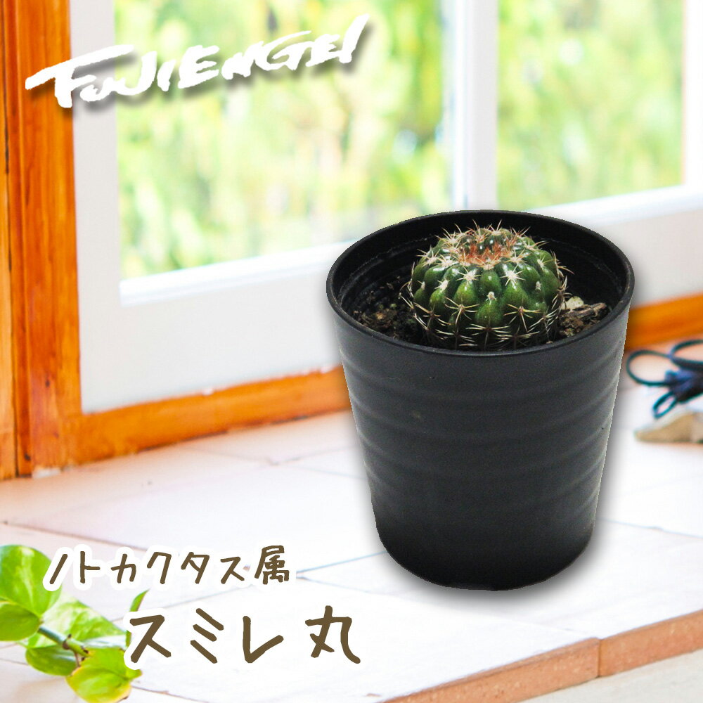 サボテン ノトカクタス属 【 菫丸 ( すみれまる ) 】 2号鉢 ( 6cmサイズ ) 多肉 多肉植物 観葉植物 寄せ植え インテリア プレゼント ギフト カクタス cactusのサムネイル