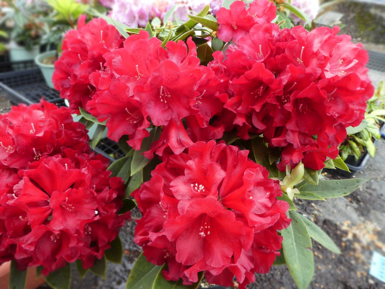 【2025年春開花見込み株】西洋シャクナゲ ブラックマジック 苗 苗木 接木2年生 5号鉢 樹高約20〜30cmギフト プレゼント 庭木 植木 生垣 シンボルツリー 石楠花 石南花 ロードデンドロン セイヨウシャクナゲ 鉢物 鉢花 花鉢 鉢植え 鉢物 常緑 記念樹のサムネイル