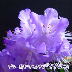 https://thumbnail.image.rakuten.co.jp/@0_gold/fujiengei/flowers/tsutsuji/blue/sazanami_h.jpg