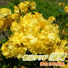 https://thumbnail.image.rakuten.co.jp/@0_gold/fujiengei/flowers/tsutsuji/shinano/gingasum01.jpg