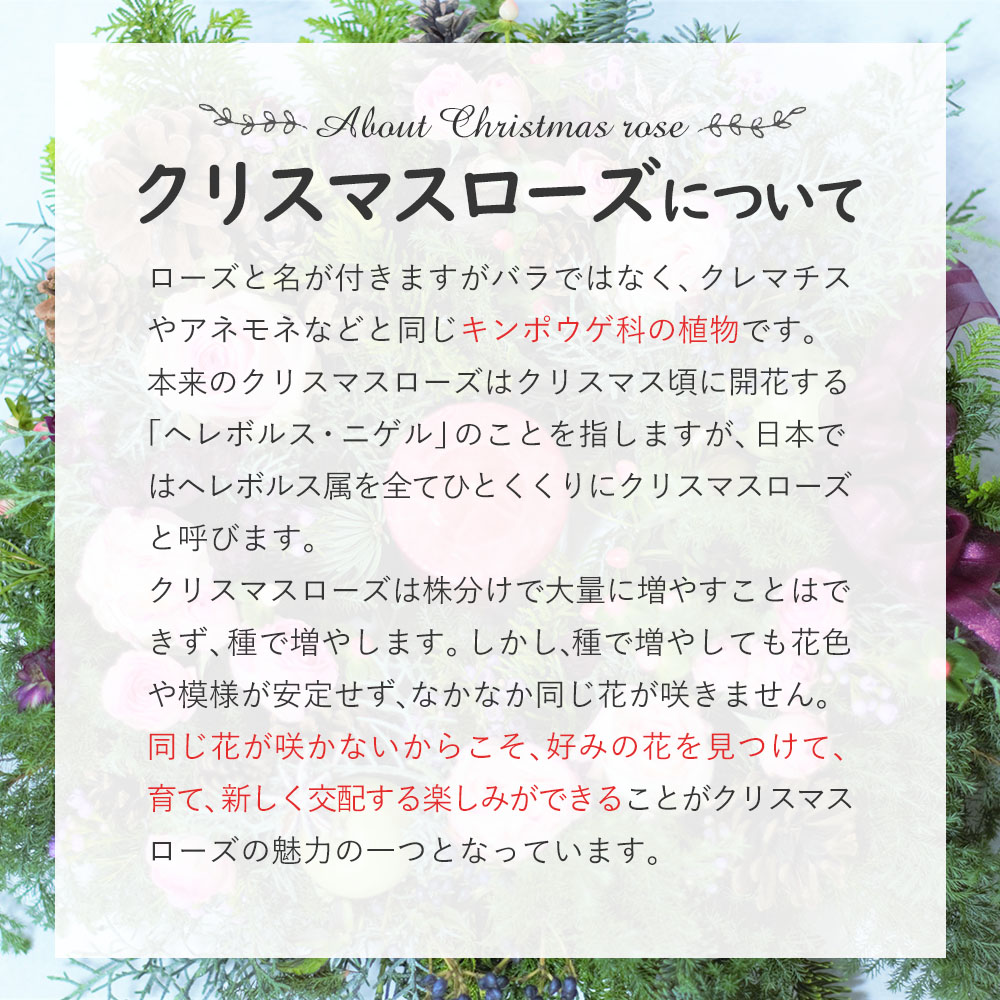 【 選べる 】 クリスマスローズ 9cmポット【 5株 】 苗 苗木 実生株 花 花苗 ガー...