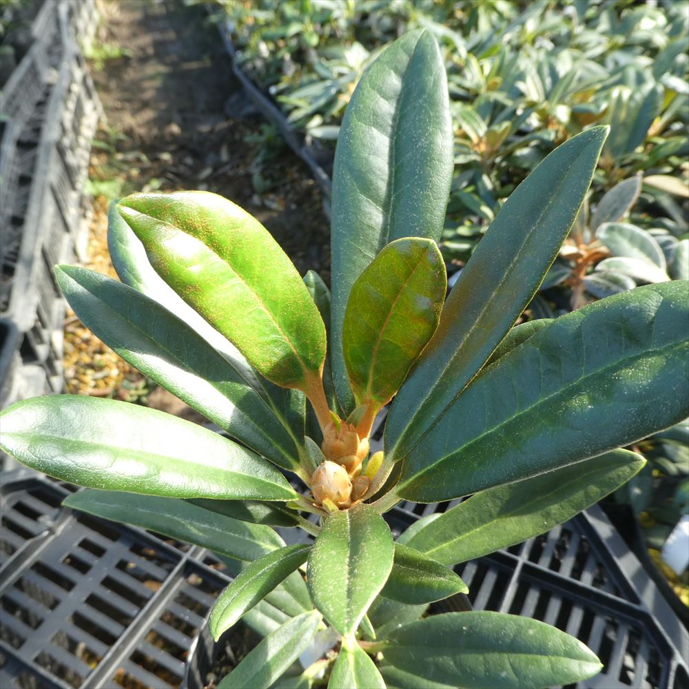 ヤマトシャクナゲ『濃赤』A1025 H1-5 接木1年 石楠花 苗 苗木 生垣 庭木 植木 記念樹 落葉樹 紅葉 低木 中低木