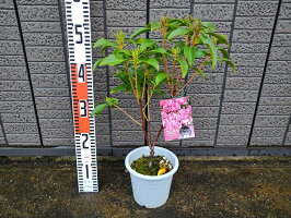 カルミア『サラー』樹高約40cm前後鮮やかな赤い蕾をつけ、開花すると濃いピンク色の花を咲かせます