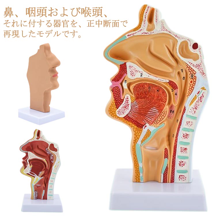 鼻、咽頭および喉頭、それに付する器官を、正中断面で再現したモデルです。正中断面から観察することで咽頭部分を正しく理解して頂くことができます。医療現場での患者さんへの説明用に使える可能です!!解剖学による生徒への説明や医療現場での患者さんへの説明用に使える模型です。 サイズ F サイズについての説明 高さ24cm 幅12cm マチ11cm 素材 PVC 色 数字あり 数字なし 備考 ●サイズ詳細等の測り方はスタッフ間で統一、徹底はしておりますが、実寸は商品によって若干の誤差(1cm～3cm )がある場合がございますので、予めご了承ください。 ●製造ロットにより、細部形状の違いや、同色でも色味に多少の誤差が生じます。 ●パッケージは改良のため予告なく仕様を変更する場合があります。 ▼商品の色は、撮影時の光や、お客様のモニターの色具合などにより、実際の商品と異なる場合がございます。あらかじめ、ご了承ください。 ▼生地の特性上、やや匂いが強く感じられるものもございます。数日のご使用や陰干しなどで気になる匂いはほとんど感じられなくなります。 ▼同じ商品でも生産時期により形やサイズ、カラーに多少の誤差が生じる場合もございます。 ▼他店舗でも在庫を共有して販売をしている為、受注後欠品となる場合もございます。予め、ご了承お願い申し上げます。 ▼出荷前に全て検品を行っておりますが、万が一商品に不具合があった場合は、お問い合わせフォームまたはメールよりご連絡頂けます様お願い申し上げます。速やかに対応致しますのでご安心ください。