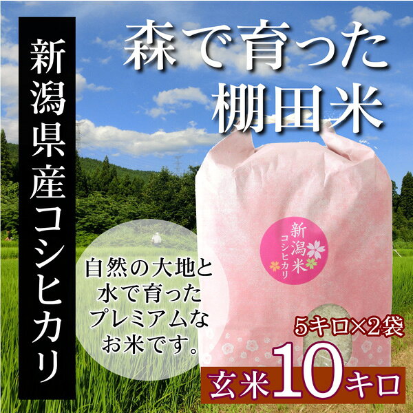 新米 令和7年産 新潟米コシヒカリ 玄米 10キロ（5kg×2袋）新潟産こしひかり 森で育...