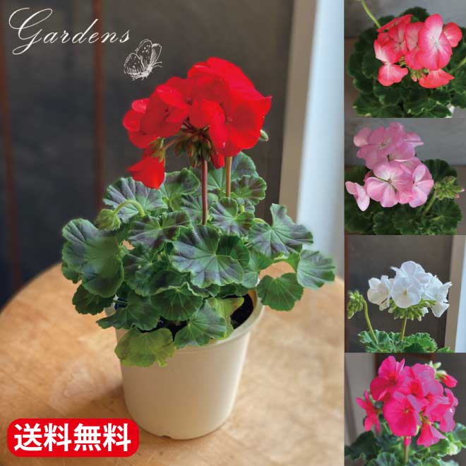 ゼラニウム 「花色が選べる」　苗　品種　花　リンゴ2000　Geranium　ゼラニューム　チューリップ咲　ピンク　赤　白　開花株　4号 4寸 プラ鉢 常緑 多年草 【送料無料】