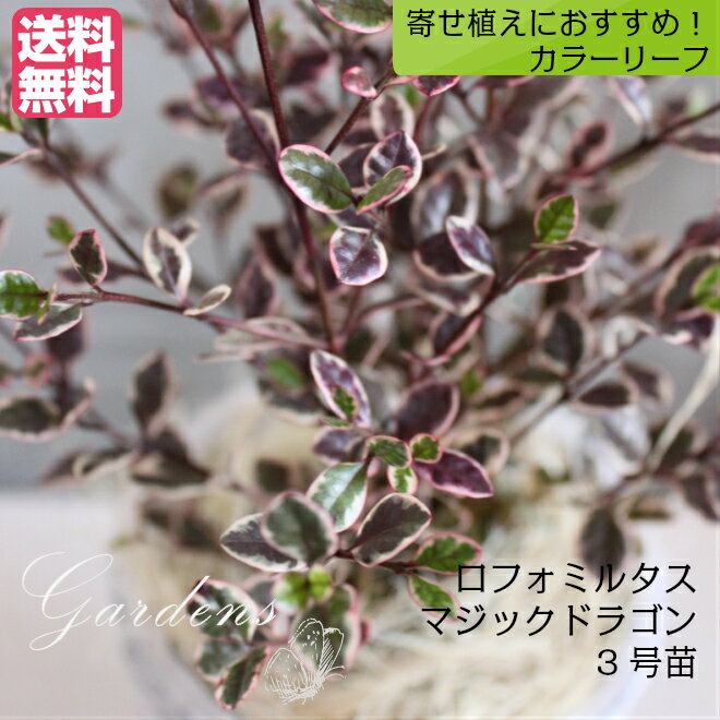 ロフォミルタス　マジックドラゴン　寄せ植え 冬 常緑低木　洋風　カラーリーフ おすすめ 鉢 クリスマスツリー　植木　苗　鉢植え　花壇　庭植え 誕生日 クリスマス 3寸ロング　 3号ロング ガーデニング 【送料無料】