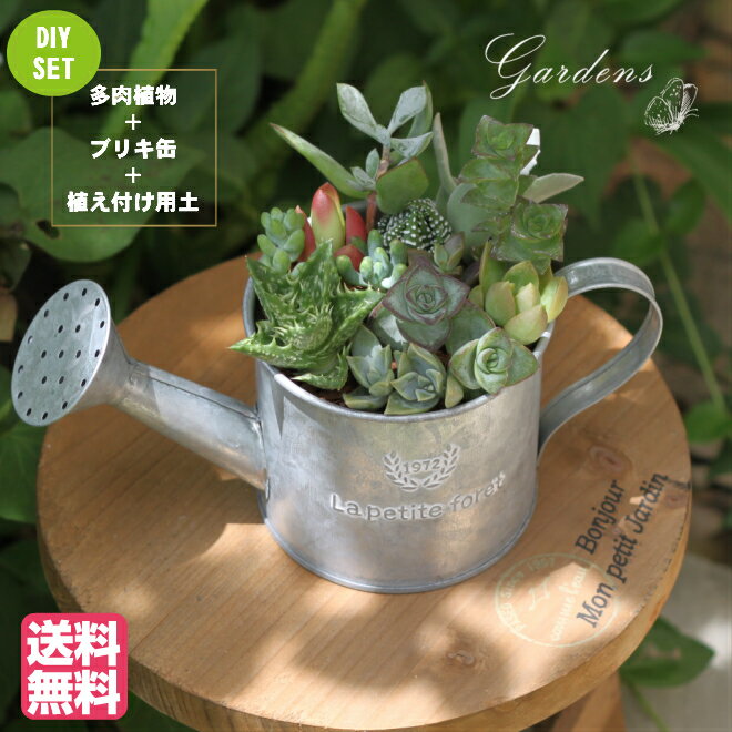 自分で寄せ植えを作ろう！鉢と土付きで届いたらすぐ作れる！多肉植物 ...