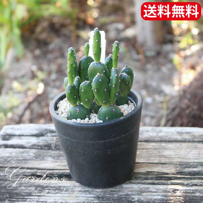 花・観葉植物, 観葉植物  opuntia debreczyi 4 