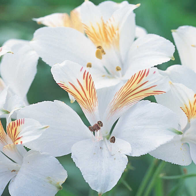 アルストロメリア ホワイト 球根 秋植え 栽培 春に咲く 花 花壇 趣味 園芸 ガーデニング 秋に植える 庭 ベランダ