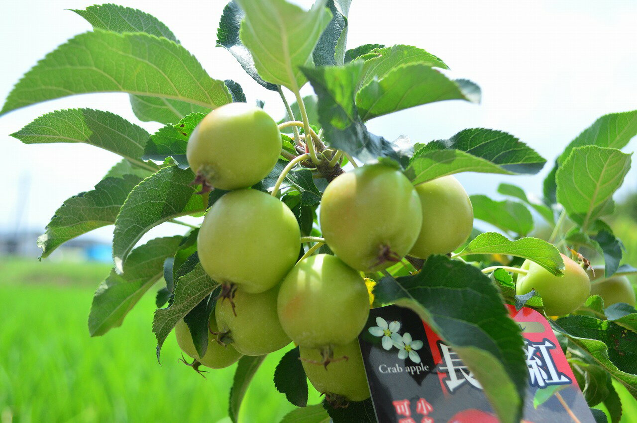 【 5月13日からの発送となります 】2024年母の日プレゼント 長寿りんご 母の日贈り物に【長寿紅リンゴ】リンゴの苗 ゴルフボールサイズの実がなります 記念樹に プラ鉢入り