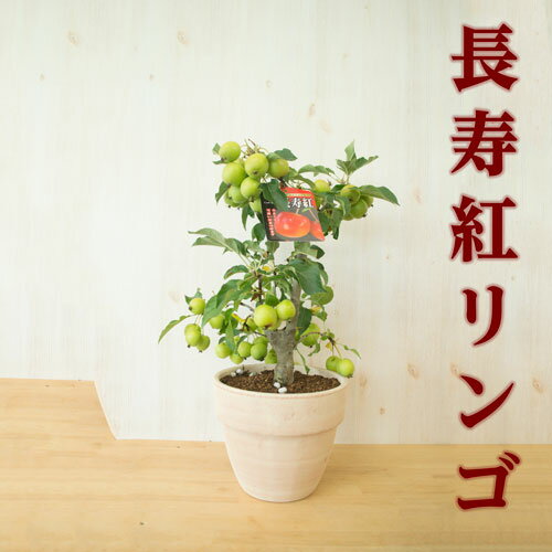 トキワマンサク　赤花(紅花)　銅葉　苗木　樹高1.1m　4本セット　7号【生け垣用、目隠し用】