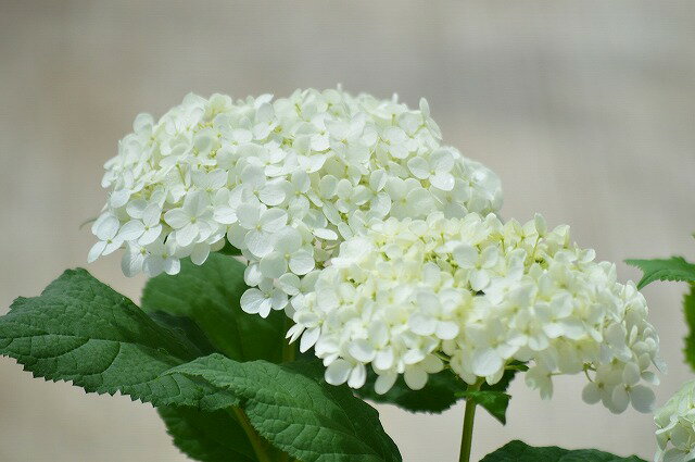 母の日のプレゼントとしておすすめ紫陽花6月中頃に咲く紫陽花プレゼントに立派なアナベルをプレゼントにドライフラワーでも楽しめるアナベル贈り物に2024年6月開花苗アナベル苗プレゼントにアナベルアジサイ開花は遅咲き6月に開花のアナベル紫陽花です