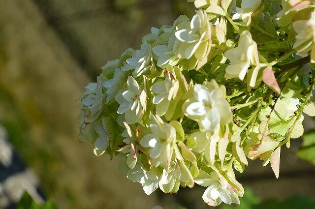開花終了☆カシワバアジサイ苗白い八重重の装飾花を円すい形にまとめて咲かせます