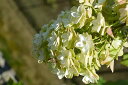 開花終了☆カシワバアジサイ苗【カシワバアジサイ】白い八重重の装飾花を円すい形にまとめて咲かせます