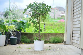 2021年実付きアケビ【食べる鉢植え】プラ鉢　あけび　五葉あけびの鉢植え　見てよし食べてよし　楽しみ育てる鉢植え 果樹　果実