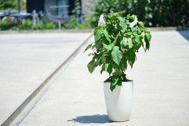 【希少な果実】実のなるグミの木　食べる鉢植え　懐かしい気持ちになりませんか？【鉢植え】