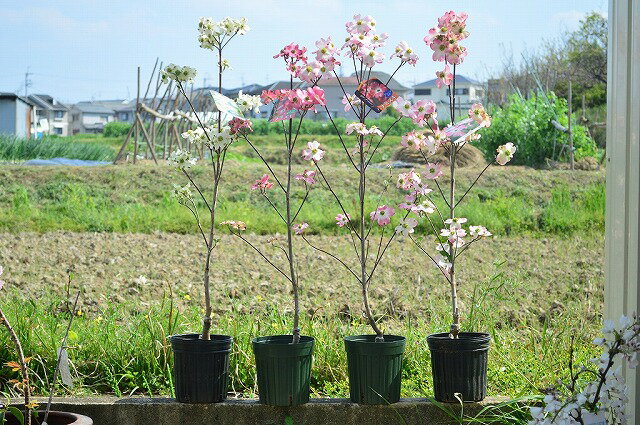 【ハナミズキ苗】 4月下旬〜5月頃開花 4種類の中からお好きな花を選べます ハナミズキ　レッドジャイアント　ジュニアミス　レッドビューティ　クラウドナイン