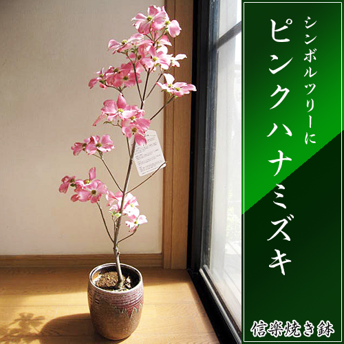 鉢花母の日ギフト2026年5月に開花ハナミズキ...の紹介画像3