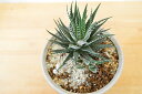 【ハオルチア】人気の多肉植物 ハオルチア ちょっと変わったサボテンです