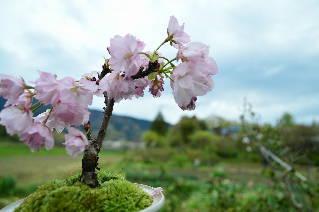 サクラのお花見ができます2024年4月末頃開花【桜盆栽】春咲き鉢植え信楽焼ピンクの花春に開花　自宅でお花見