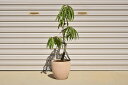 2025年は母の日プレゼントに開花後1本で桃の実のなる鉢植え 桃の鉢植え わかいいイタリアンテラコッタ入り 楽しい鉢植え プレゼント ギフトに