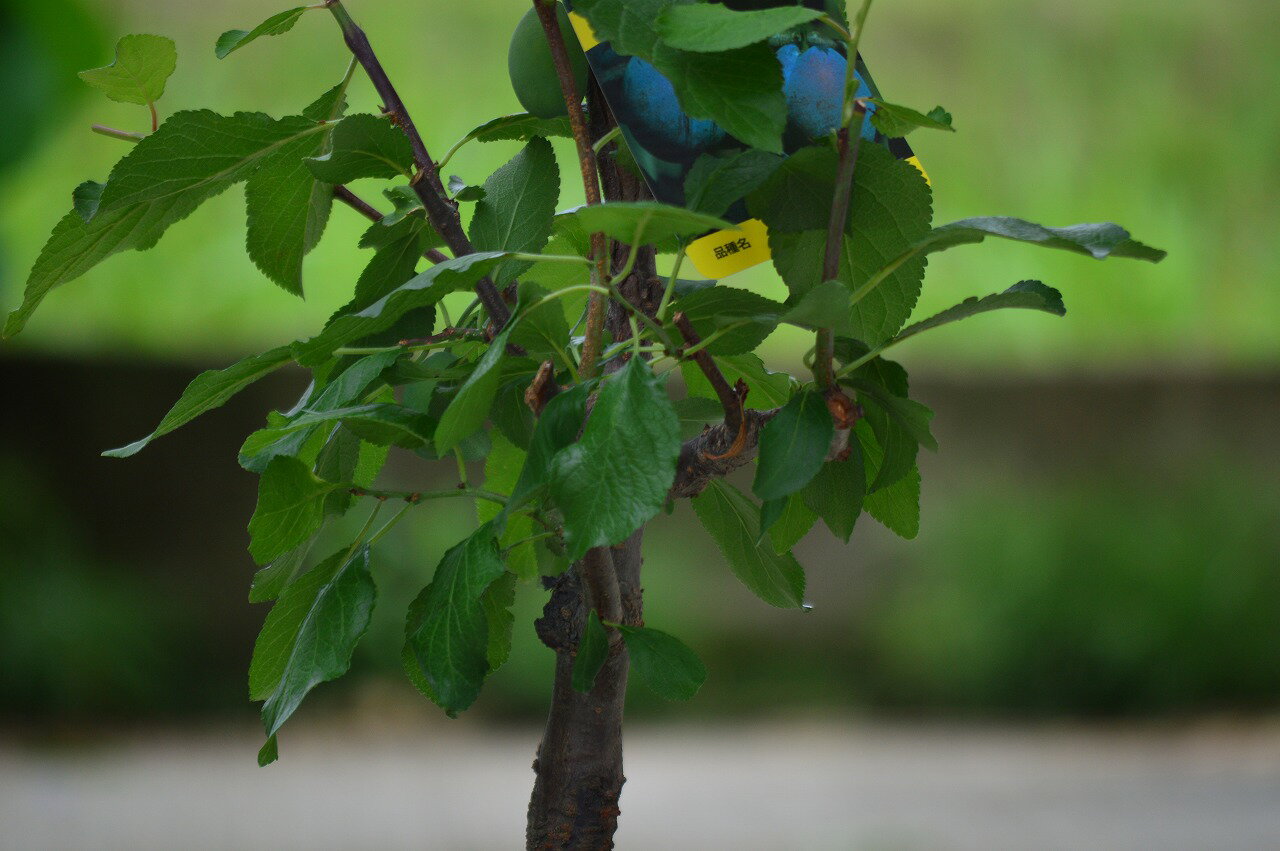 2026ǯ6������ȯ�������դ��ץ롼���ġ��ץ饹���å�ȭ���ꡡ���Ƥ褷���٤Ƥ褷���ڤ��߰�Ƥ��ġ��̼����̼�