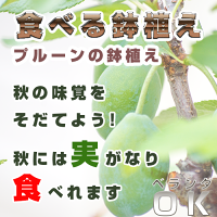 プルーン苗プラスチック鉢入り見てよし食べてよし楽しみ育てる苗果樹果実のポイント対象リンク