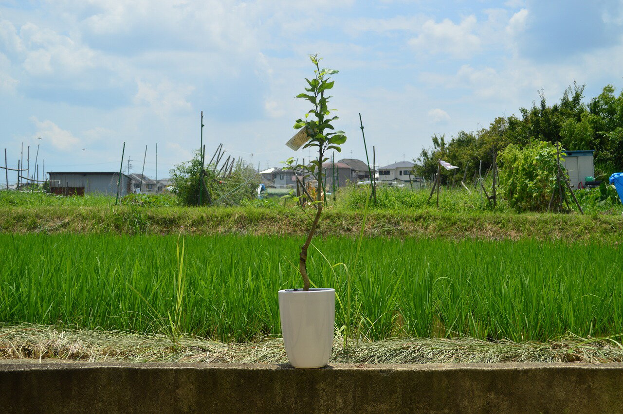 【食事を育てる】鉢で育てるレモン　リスボンレモン　陶器鉢入　見てよし食べてよし　楽しみ育てる果樹　果実　2〜3年で結実します