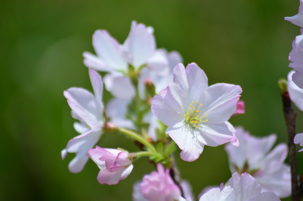 佑道桜盆栽お誕生日のプレゼントに自宅でお花見さ...の紹介画像2