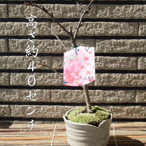 【桜盆栽】開花　自宅でお花見　四月初旬〜中頃 お花見 信楽焼き鉢入り桜盆栽 【鉢植】河津桜盆栽のサムネイル