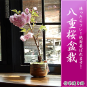 【さくら盆栽】さくら盆栽 桜盆栽 八重桜盆栽 信楽焼鉢入り【鉢植】【さくら盆栽】2017年春に開花 自宅でお花見