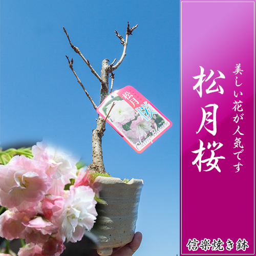 蕾の薄いピンクから　花がいた時はとても　美しいです。　　大切なあの人へのプレゼントにどうぞ！春　桜の開花終了後の　　5月以降は　葉桜の状態夏は　葉桜でのお届け秋　10月　以降は　紅葉した桜の状態もしくは落葉した状態です。冬　11月以降は翌年開花の桜花芽を確認した状態でのお届けです。桜は　花も綺麗ですが　　　一年通して　変化するのが　　　見所の一つです。入社・入学のお祝いに も　最適な　桜盆栽サイズ贈り物に最適誕生日　退職祝い　色々に　プレゼントに最高の贈り物　花が咲いたときには　きっと咲いたことを　誰かに　伝えたくなるはずお買い上げの、お客様には年間通じての、桜の育て方　管理手引き説明書を商品と一緒に同封いたします。花の美しさに思わず　きっと感動しますご希望の方にはご予算に応じた季節感のある寄せ植え盆栽をご提案させていただきます。お気軽に　メールもしくはお電話でお問い合わせください 贈り物としても　人気のサクラ盆栽 ホワイトデー・卒業・入学・入社の記念に　お祝いに さくら盆栽で　お祝い桜記念 還暦 卒業 退職 結婚 誕生日 引越　新築　出産　成人などのお祝いの贈り物に！ サイズ 高さ 約40cm 幅 約13cm ★ 桜盆栽・鉢植の育て方 ★ よくあるご質問 BEST3★ 季節によるお届けの状態