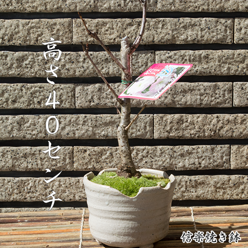 ギフト ショップ ナガシマの【桜盆栽】松月桜　お花見 信楽焼き鉢入り桜盆栽 【鉢植】｜アングル2