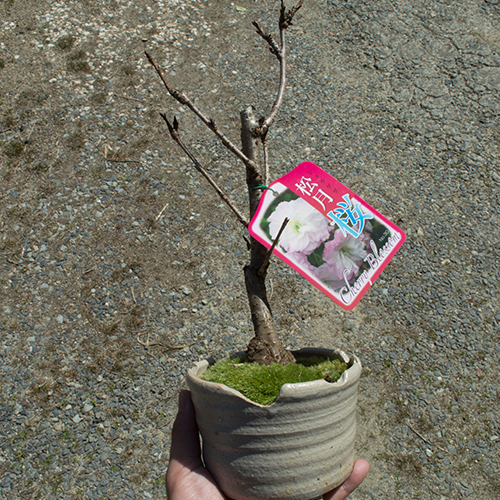 ギフト ショップ ナガシマの【桜盆栽】松月桜　お花見 信楽焼き鉢入り桜盆栽 【鉢植】｜アングル3